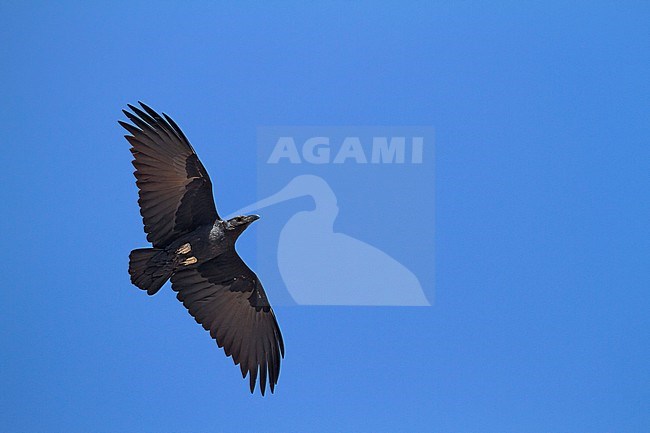 Fan-tailed Raven - Borstenrabe - Corvus rhipidurus, Oman stock-image by Agami/Ralph Martin,