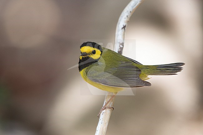 Adult male Hooded Warbler (Setophaga citrina) at Key West, Florida, USA stock-image by Agami/Helge Sorensen,