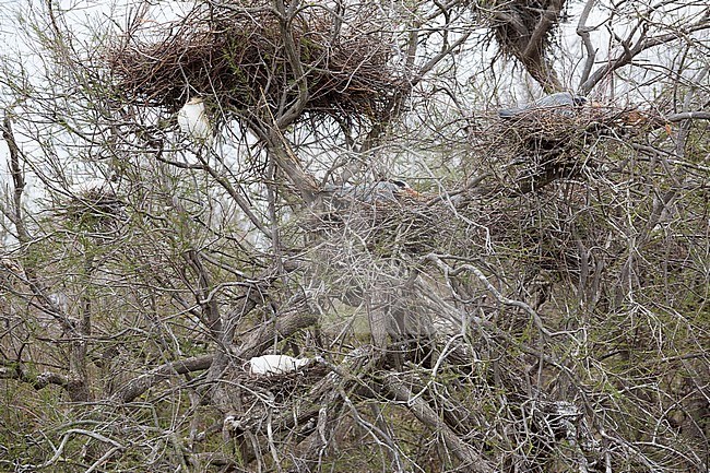 Grey Heron (Ardea cinerea) on nest in tree stock-image by Agami/Ralph Martin,