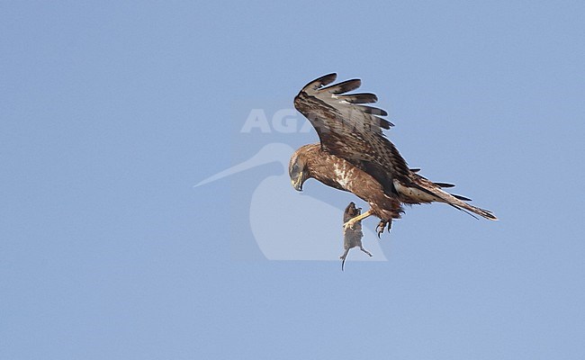Common Buzzard (Buteo buteo) in flight with mouse as prey near Rudersdal in Denmark. stock-image by Agami/Helge Sorensen,
