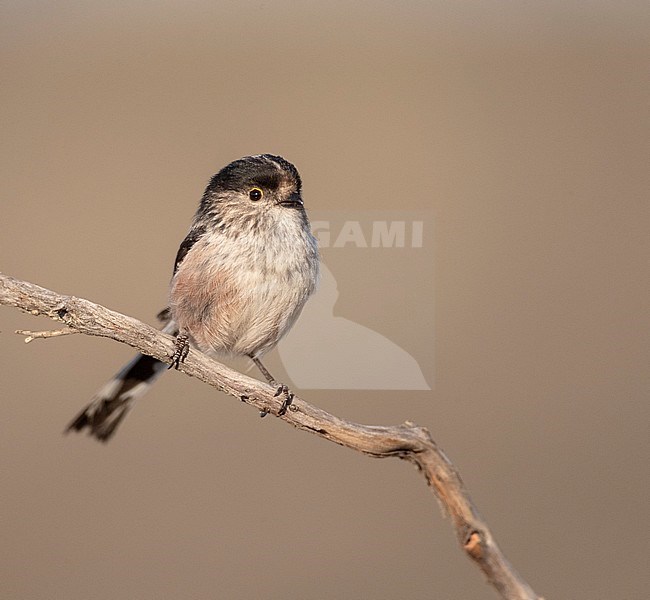 Iberian Long-tailed Tit (Aegithalos caudatus irbii) in central Spain. Adult bird perched on a twig. stock-image by Agami/Marc Guyt,