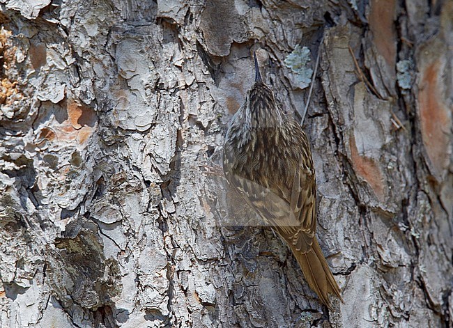 Short-toed Treecreeper (Certhia brachydactyla) Spain April 2009 stock-image by Agami/Markus Varesvuo,