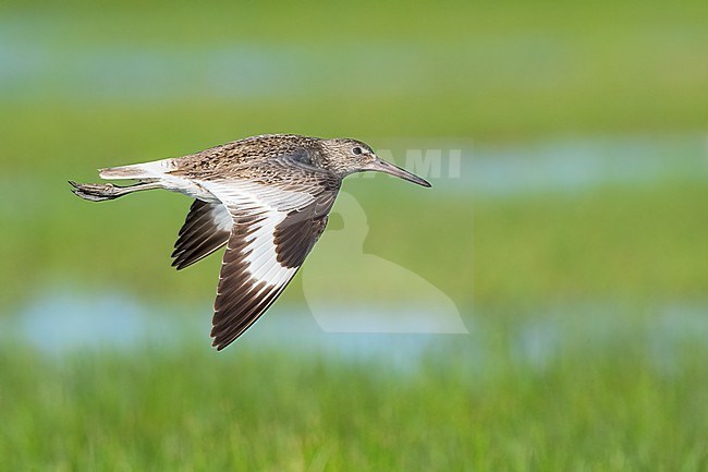 Adult breeding
Galveston Co., TX
April 2023 stock-image by Agami/Brian E Small,