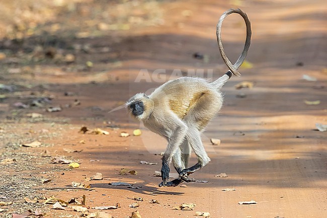 Adult Northern Plains Langur running on a track in Bandavgarh NP, India. March 2017. stock-image by Agami/Vincent Legrand,