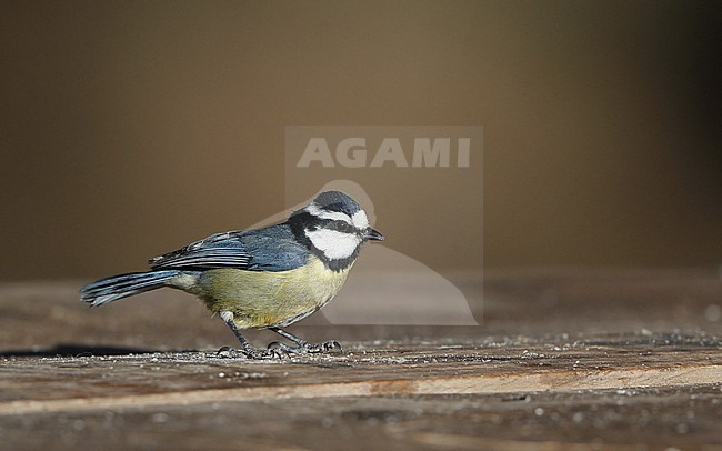 African Blue Tit (Cyanistes teneriffae teneriffae) in Tenerife, Canary Islands stock-image by Agami/Helge Sorensen,