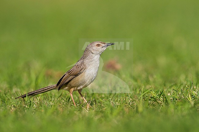 Graceful Prinia - Streifenprinie - Prinia gracilis ssp. carpenteri, northern Oman stock-image by Agami/Ralph Martin,