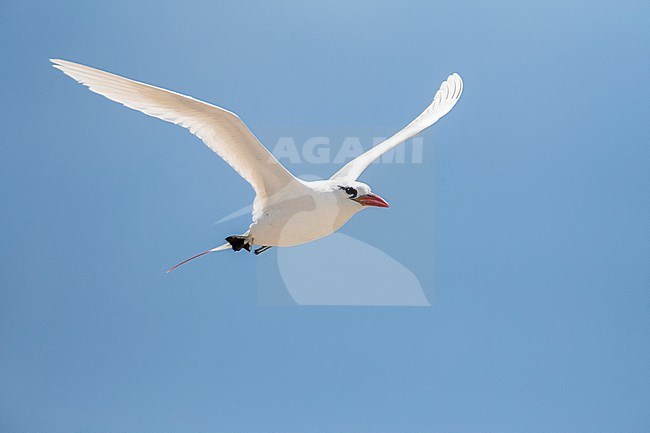 Red-tailed Tropicbird (Phaethon rubric) on Nosy Ve island off west coast of Madagascar. Adult in flight. stock-image by Agami/Marc Guyt,