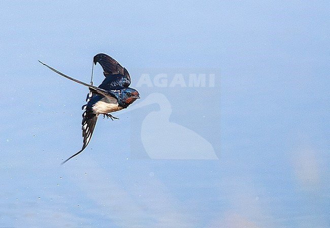 Barn Swallow (Hirundo rustica) in flight on the island of Lesvos, Greece. Just taking a bath. stock-image by Agami/Marc Guyt,