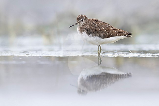 Green Sandpiper, Tringa ochropus, in Italy. stock-image by Agami/Daniele Occhiato,