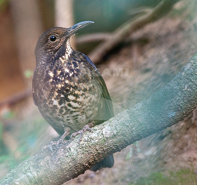 Long-billed Thrush (Zoothera monticola) perched on a branch in the understory in forest hill in the Greater Himalayas. stock-image by Agami/Marc Guyt,