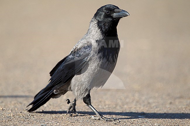Hybrid Carrion x Hooded Crow in Germany. stock-image by Agami/Mathias Putze,