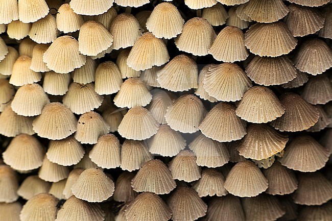 Zwerminktzwam; Fairy Inkcap; stock-image by Agami/Walter Soestbergen,