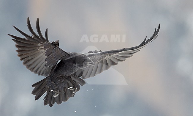 Raaf in vlucht, Common Raven in flight stock-image by Agami/Markus Varesvuo,