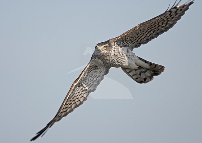 Sperwer, Eurasian Sparrowhawk, Accipiter nisus stock-image by Agami/Jari Peltomäki,