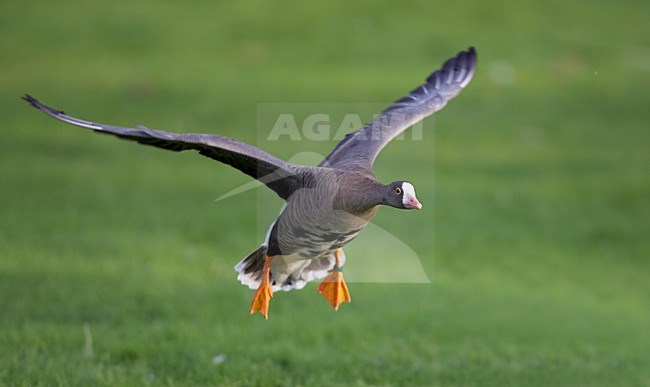 Volwassen Dwerggans in de vlucht; Adult Lesser White-fronted Goose in flight stock-image by Agami/Markus Varesvuo,