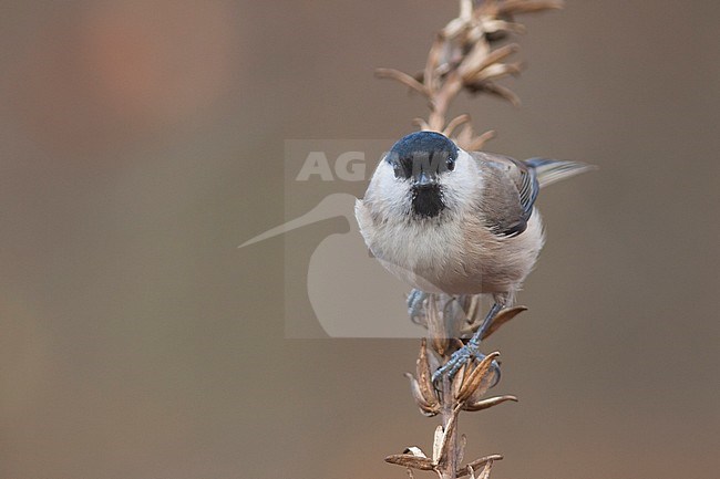 Glanskop; Marsh Tit;  Poecile palustris ssp. palustris, stock-image by Agami/Ralph Martin,