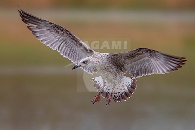 Geelpootmeeuw; Yellow-legged Gull; Larus michahellis stock-image by Agami/Daniele Occhiato,