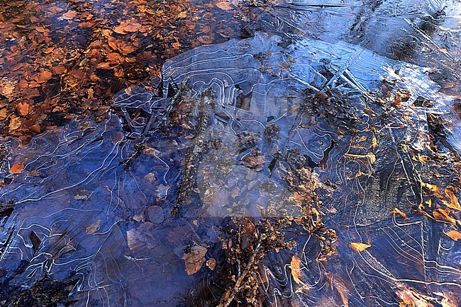 Vorst langs de Hierdense beek. stock-image by Agami/Jacques van der Neut,