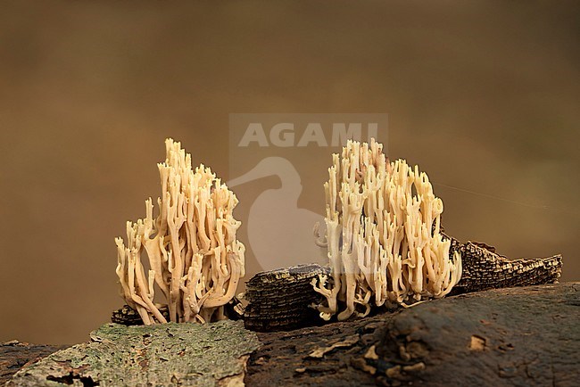 Rechte koraalzwam groend op dood hout; Upright Coral growing on dead tree branch; stock-image by Agami/Walter Soestbergen,