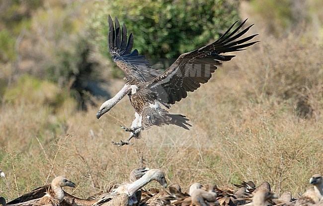 Ruppell's Vulture (Gyps rueppellii) landing at a carcass in countryside of Spain. Recent vagrant from Africa where it is critically endangered. stock-image by Agami/Dick Forsman,