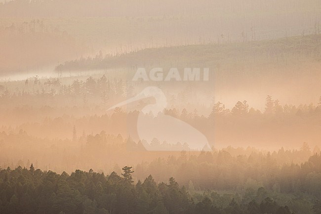 Forest, Russia (Irkutsk). Fog covered pine forest in the early morning. stock-image by Agami/Ralph Martin,