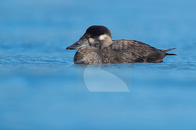 Female Surf Scoter stock-image by Agami/Daniele Occhiato,