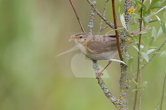 Willow Warbler - Fitis - Phylloscopus trochilus ssp. trochilus, Germany stock-image by Agami/Ralph Martin,