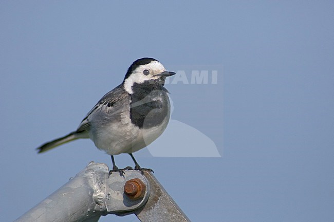 White Wagtail perched on fence Netherlands, Witte Kwikstaart Nederland zittend op hek stock-image by Agami/Wil Leurs,