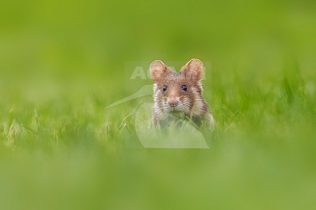 Adult female Common Hamster (Cricetus cricetus) running face in Friedhof Wien Meidling, Vienna, Austria. stock-image by Agami/Vincent Legrand,