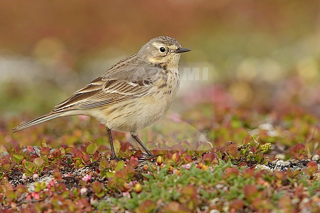 American Pipit (Anthus rubescens) perched on the tundra in Nome, Alaska. stock-image by Agami/Glenn Bartley,