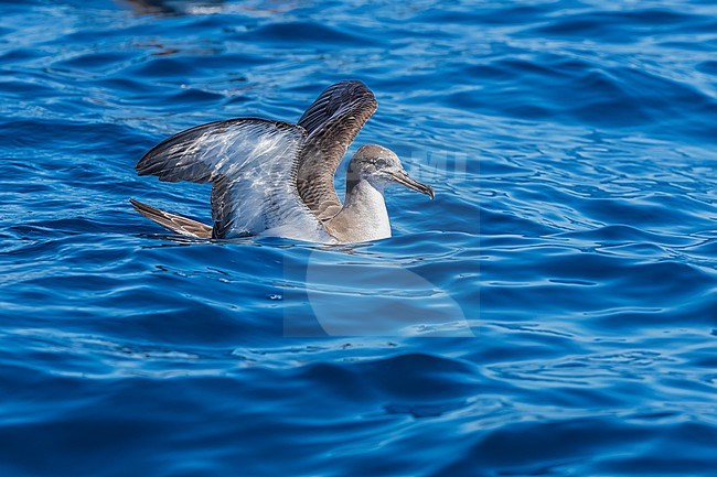 Cape Verde Shearwater (Calonectris edwardsii) swimming off Sao Nicolau, Cape Verde. stock-image by Agami/Vincent Legrand,