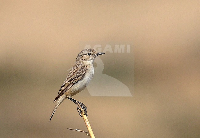 White-browed bush chat (Saxicola macrorhynchus) a desert specialist and Indian endemic species that has a small, declining population because of agricultural intensification and encroachment. stock-image by Agami/Laurens Steijn,