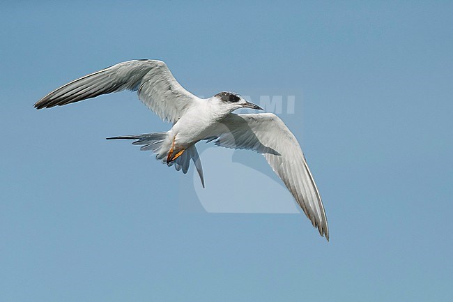 Adult Forster's Tern (Sterna forsteri) in nonbreeding plumage.
Galveston Co., Texas, USA.
April 2016 stock-image by Agami/Brian E Small,
