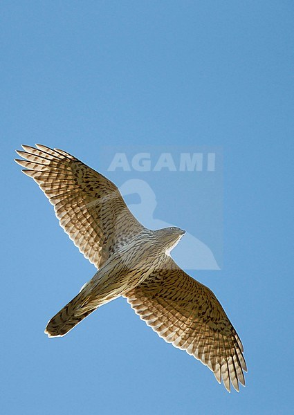 Havik vliegend; Northern Goshawk flying stock-image by Agami/Markus Varesvuo,