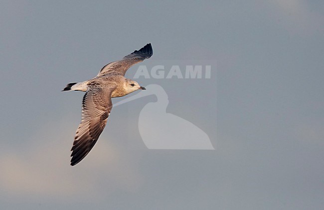 Onvolwassen Stormmeeuw in vlucht, Immature Mew Gull in flight stock-image by Agami/Markus Varesvuo,