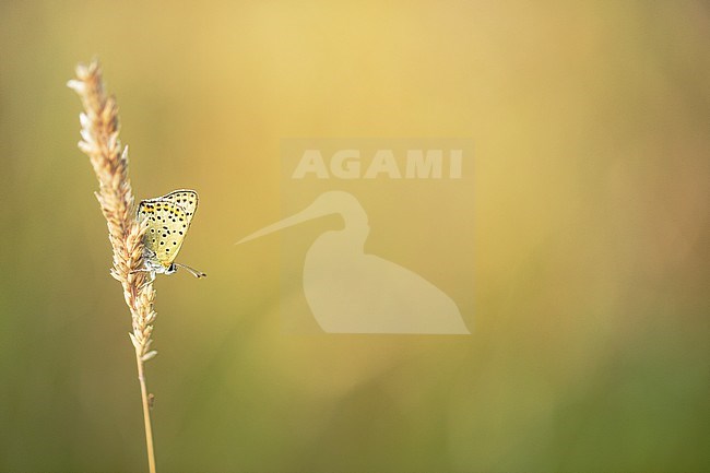 Bruine vuurvlinder, Sooty Copper stock-image by Agami/Wil Leurs,