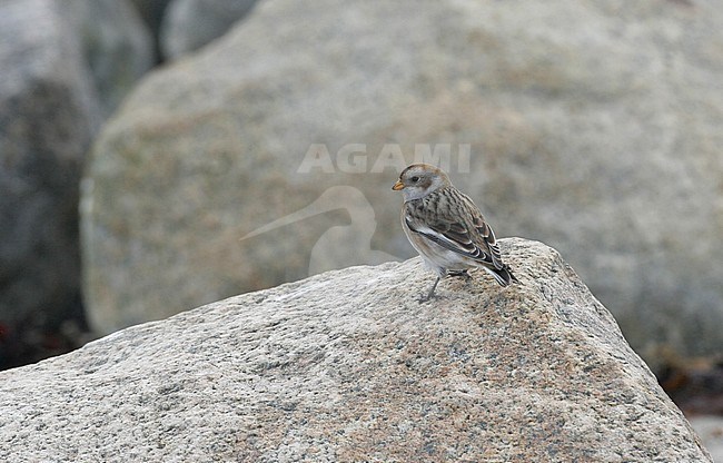 Snow Bunting (Plectrophenax nivalis nivalis) at Gilleleje in Denmark. Perched on a rock. stock-image by Agami/Helge Sorensen,