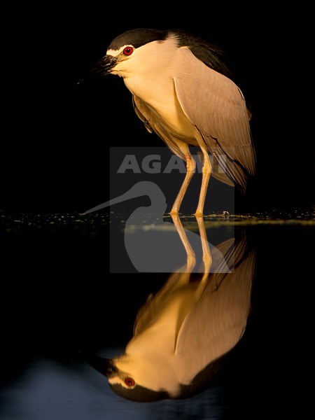 Jagende kwak; Night Heron hunting stock-image by Agami/Han Bouwmeester,