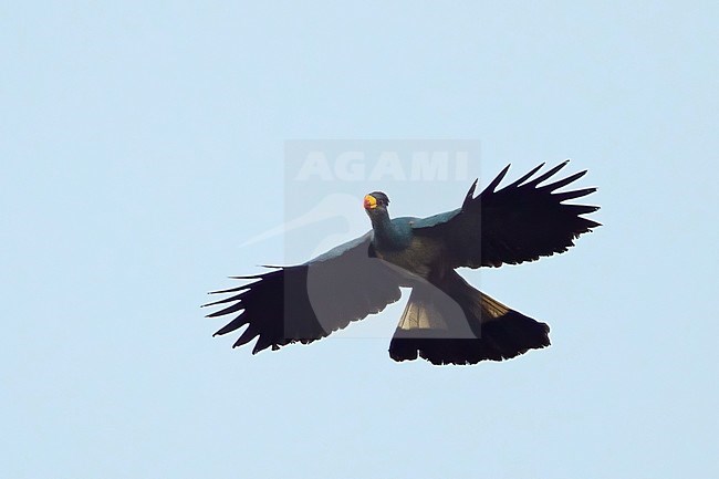 Great Blue Turaco (Corythaeola cristata) flynig over canopy in a tropical rainforest in Equatorial Guinea. stock-image by Agami/Dubi Shapiro,