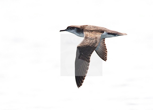 Noordse Pijlstormvogel in vlucht; Manx Shearwater (Puffinus puffinus) in flight stock-image by Agami/Marc Guyt,