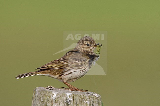 Graspieper met voer; Meadow Pipit with food for the youngsters stock-image by Agami/Arie Ouwerkerk,