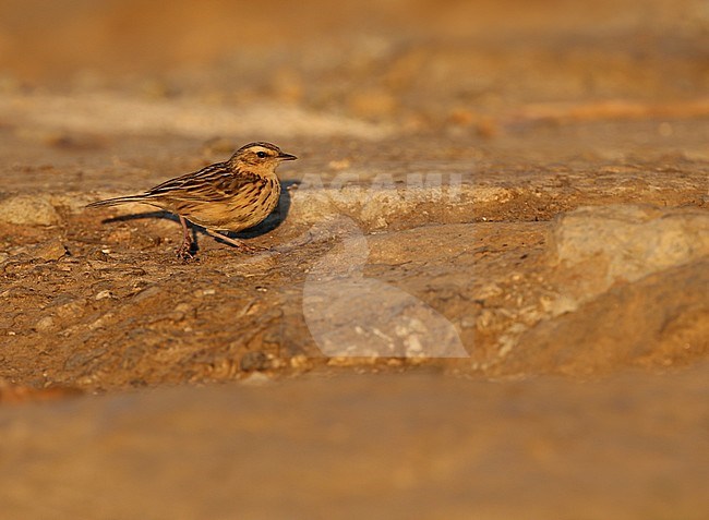 Nilgiri Pipit (Anthus nilghiriensis) in late evening light. A threatened endemic to the high altitude hills of southern India, including the Western Ghats. stock-image by Agami/James Eaton,