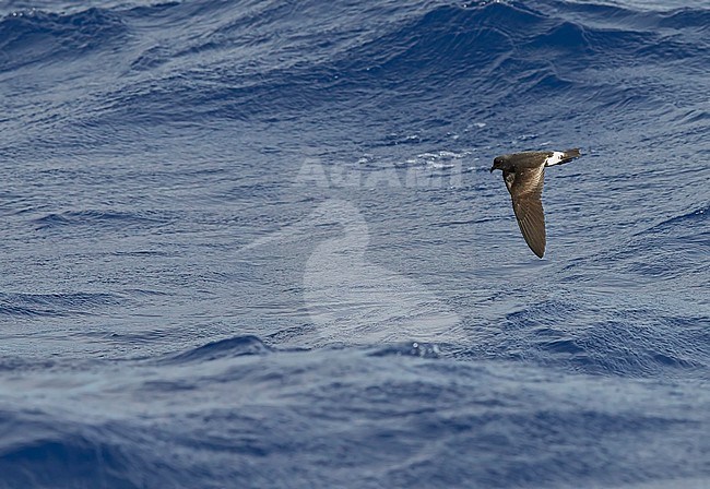 Madeiran Storm-Petrel (Oceanodroma (sub)species unknown) Madeira Portugal August 2012 stock-image by Agami/Markus Varesvuo,