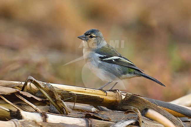 Mannetje Azorenvink; Male Azores Chaffinch stock-image by Agami/Daniele Occhiato,