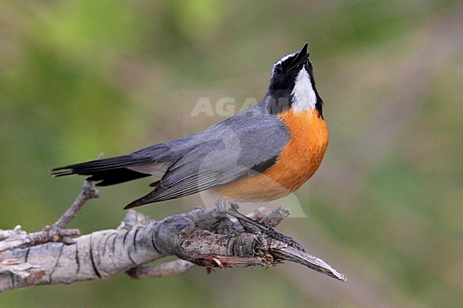 Perzische Roodborst zingend op tak; White-throated Robin singing on branch stock-image by Agami/Daniele Occhiato,