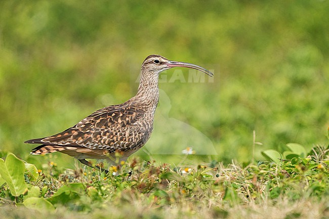 Adult
Kahuku, Oahu, HI
March 2022 stock-image by Agami/Brian E Small,