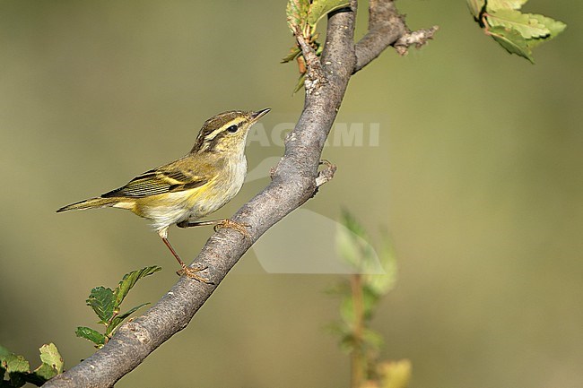 Yellow-browed warbler (Phylloscopus inornatus) during autumn migration in Mongolia. stock-image by Agami/Dani Lopez-Velasco,