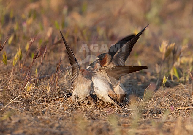 Vechtende Amerikaanse Klifzwaluwen; Fighting Cliff Swallows stock-image by Agami/Martijn Verdoes,