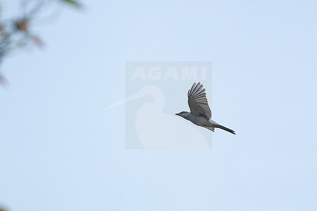 Large Cuckooshrike (Coracina macei) in flight at Kanha National Park, India stock-image by Agami/Helge Sorensen,