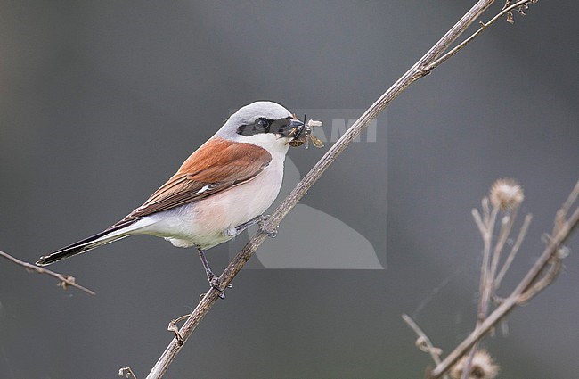 Red-backed Shrike - Neuntöter - Lanius collurio, Russia (Ural), adult male stock-image by Agami/Ralph Martin,